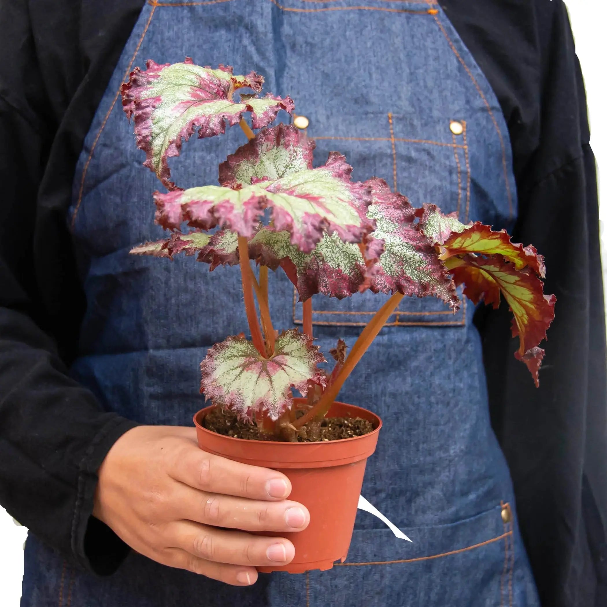 Begonia 'Rex' - 4 Pack Variety House Plant Wholesale