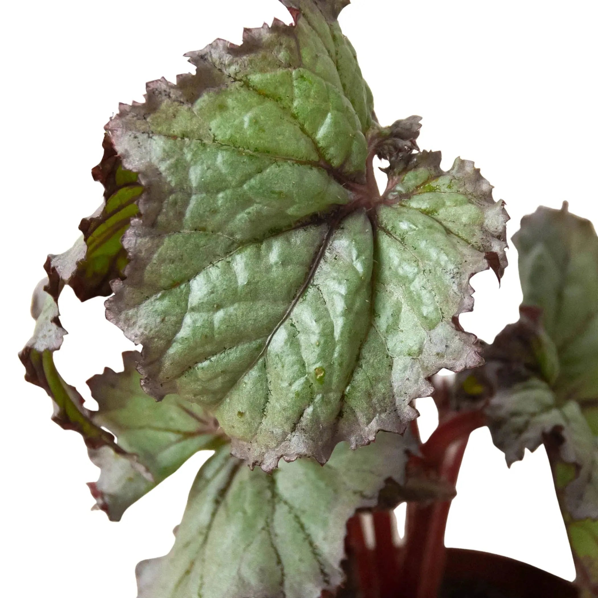 Begonia 'Rex' - 4 Pack Variety House Plant Wholesale