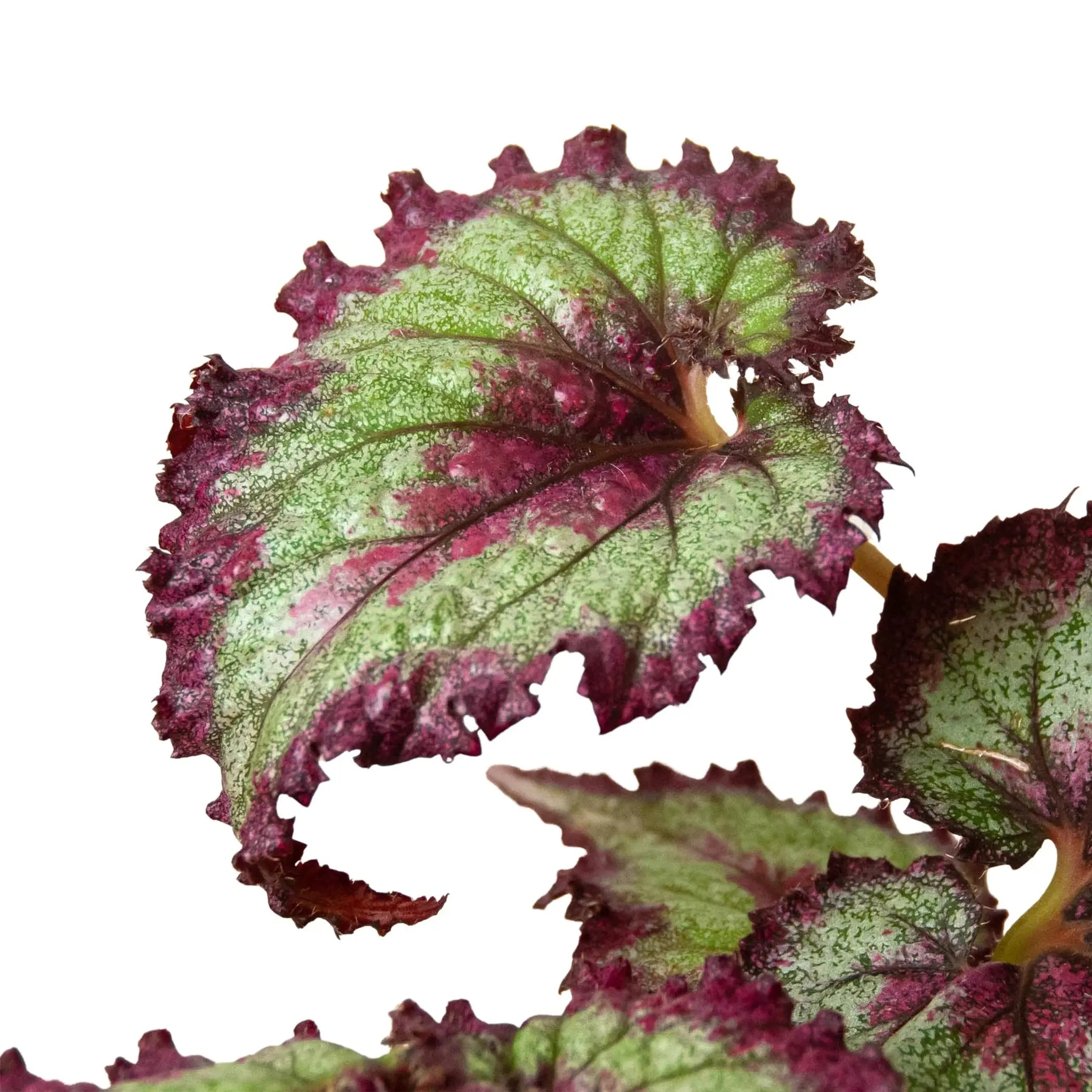 Begonia 'Rex' - 4 Pack Variety House Plant Wholesale