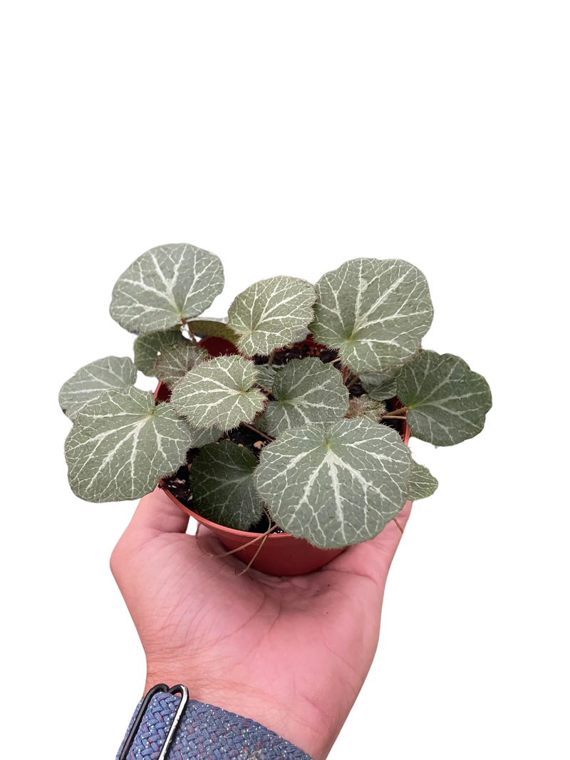 Begonia 'Strawberry' House Plant Wholesale