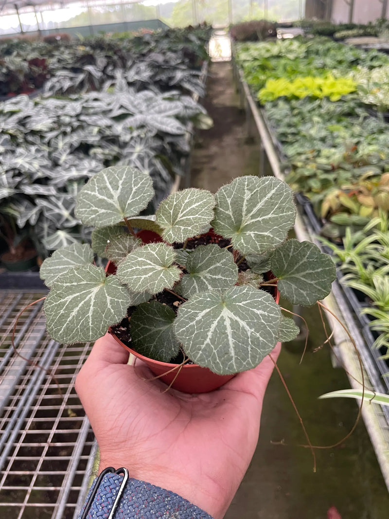 Begonia 'Strawberry' House Plant Wholesale