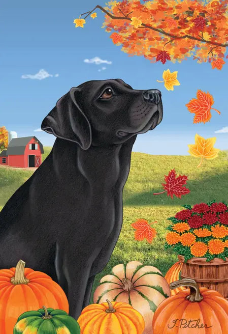 Black Labrador in an autumn scene with pumpkins, colorful leaves, and a rustic barn in the background.