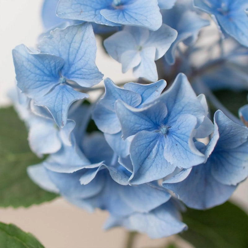 Blue Hydrangea House Plant Wholesale