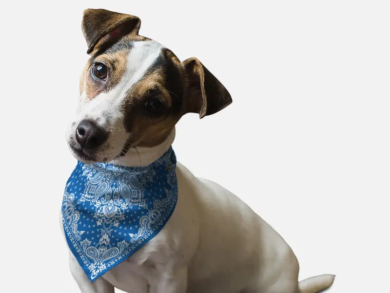 Blue paisley bandana for dogs, made of soft cotton, perfect for stylish pet outfits.