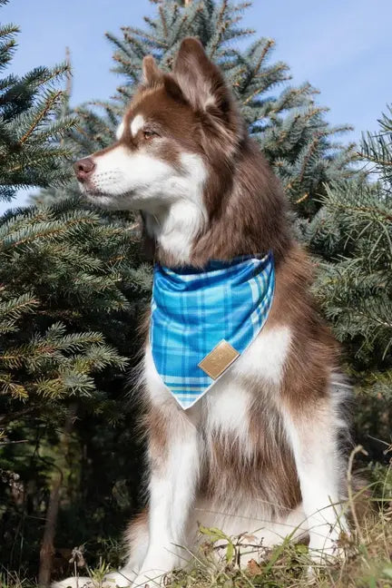 Blue Spruce Plaid Dog Bandana Aria the Fox