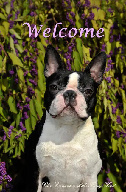 Boston Terrier - Close Encounters of the Furry Kind Welcome  House and Garden Flags Best of Breed
