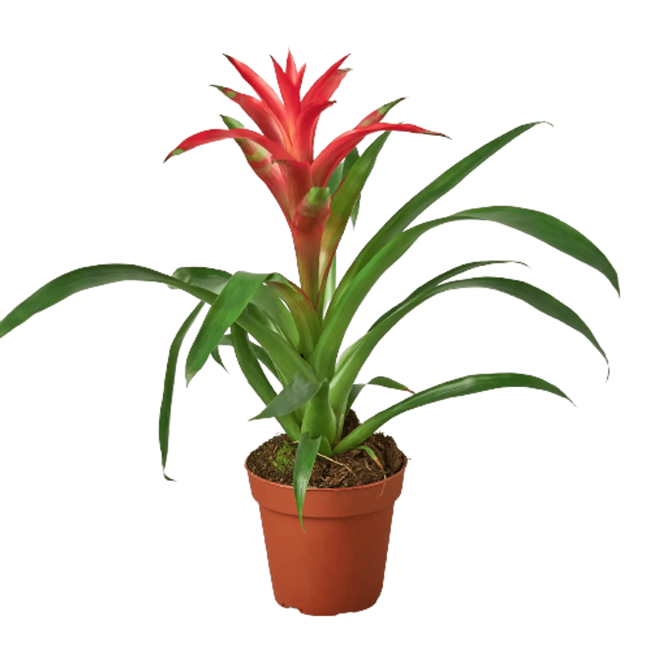 Bromeliad Guzmania 'Pink' - 4" Pot House Plant Dropship