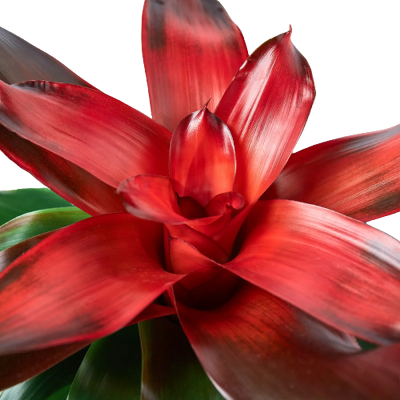 Bromeliad Medusa House Plant Wholesale