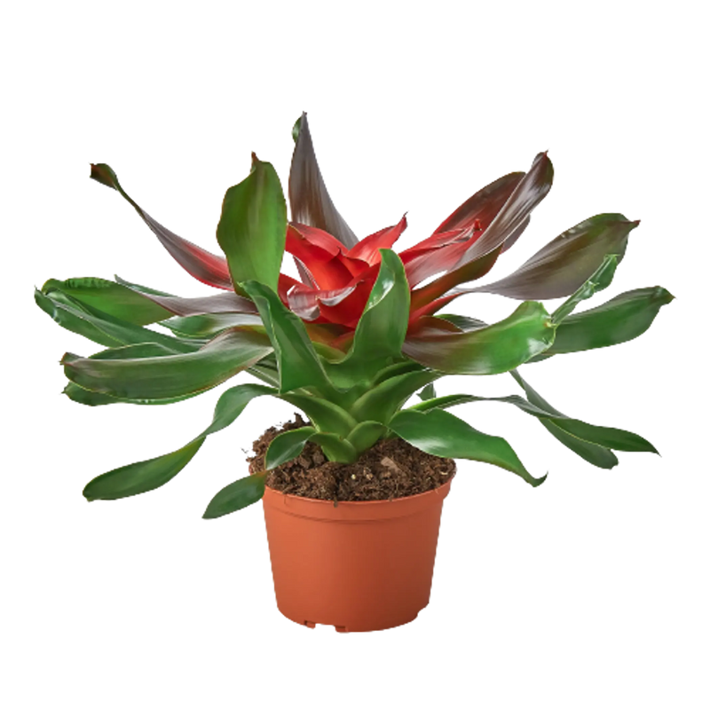 Bromeliad Medusa House Plant Wholesale