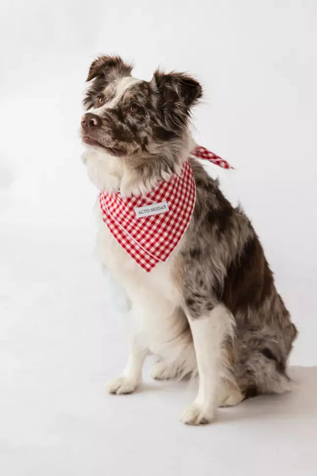 Buddy Dog Bandana Alto Modas