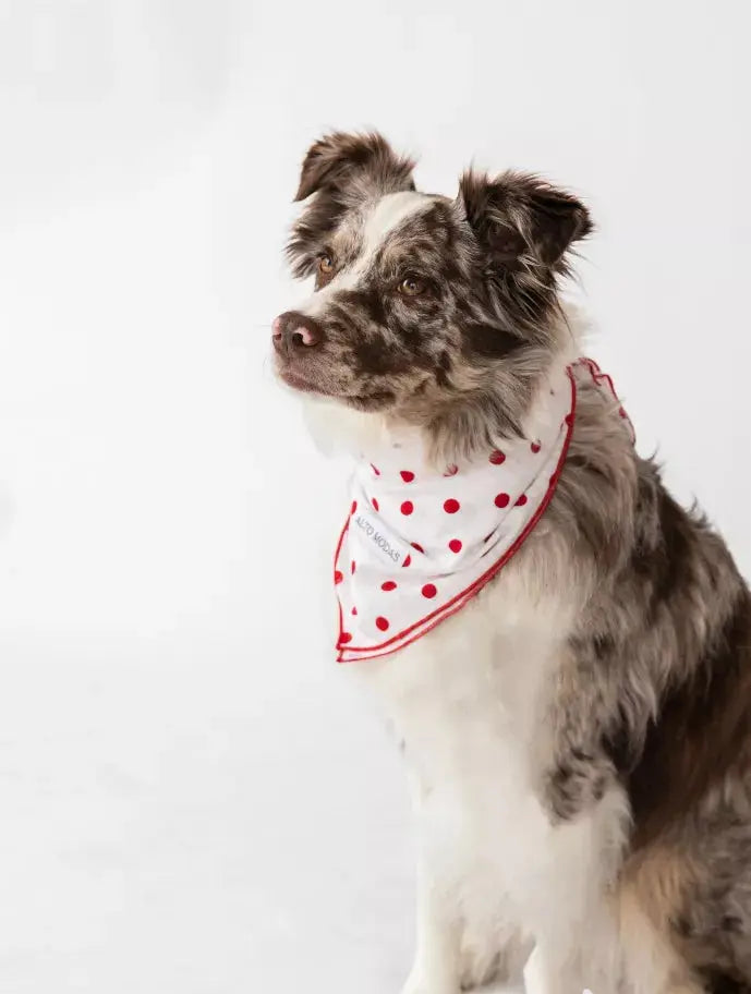 Buddy Dog Bandana Alto Modas