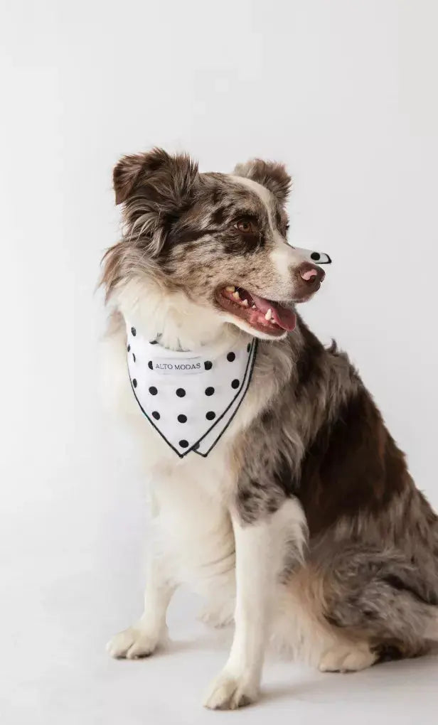 Buddy Dog Bandana Alto Modas