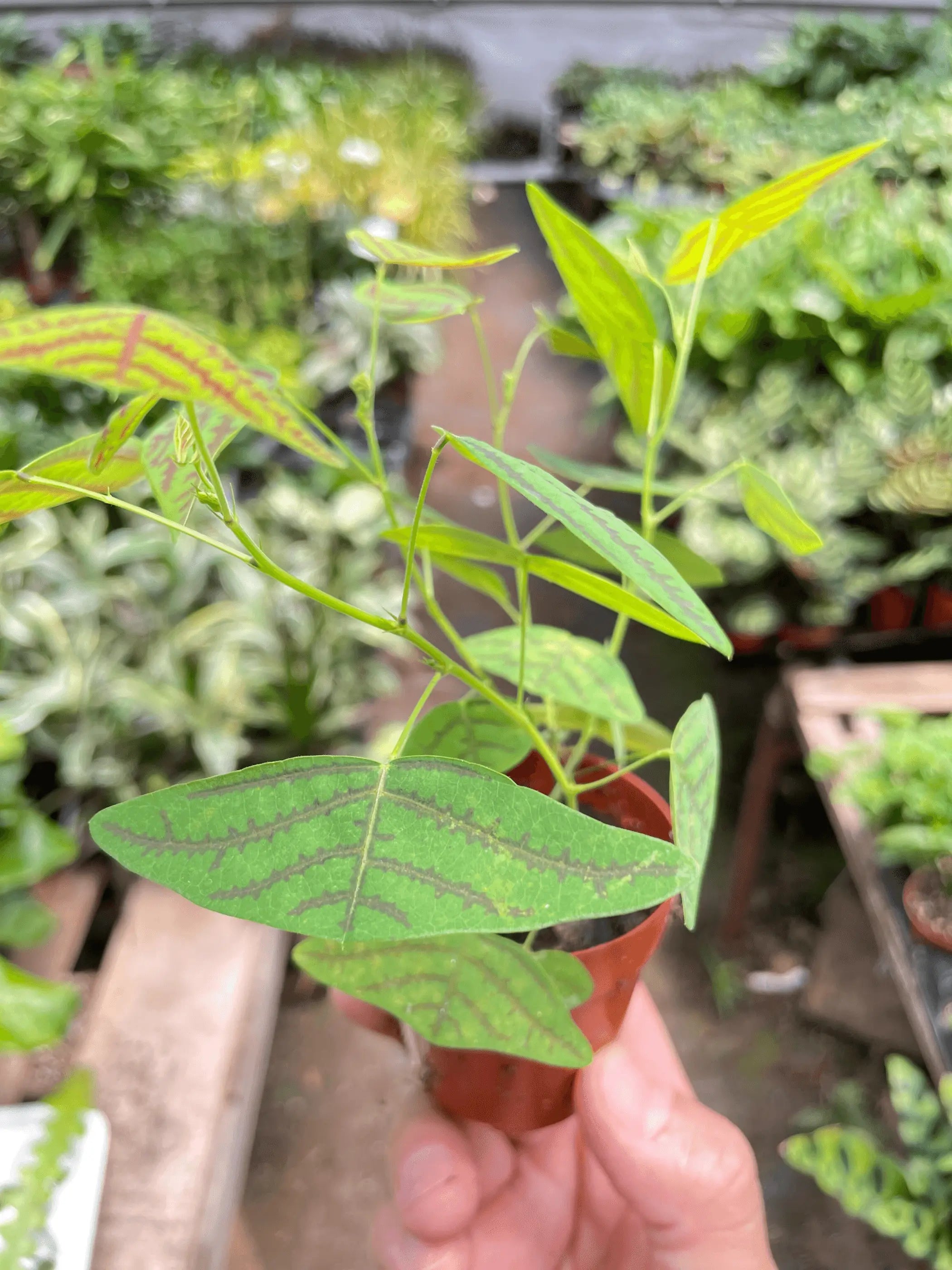 Butterfly Wing House Plant Wholesale