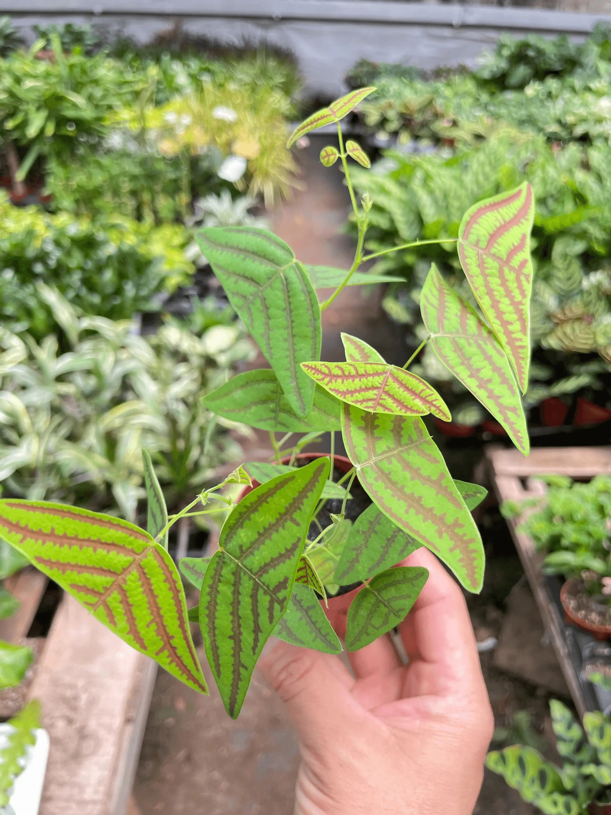 Butterfly Wing House Plant Wholesale