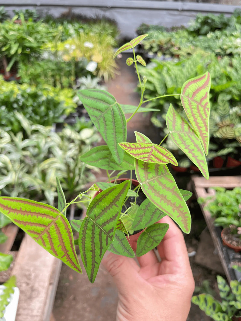 Butterfly Wing House Plant Wholesale