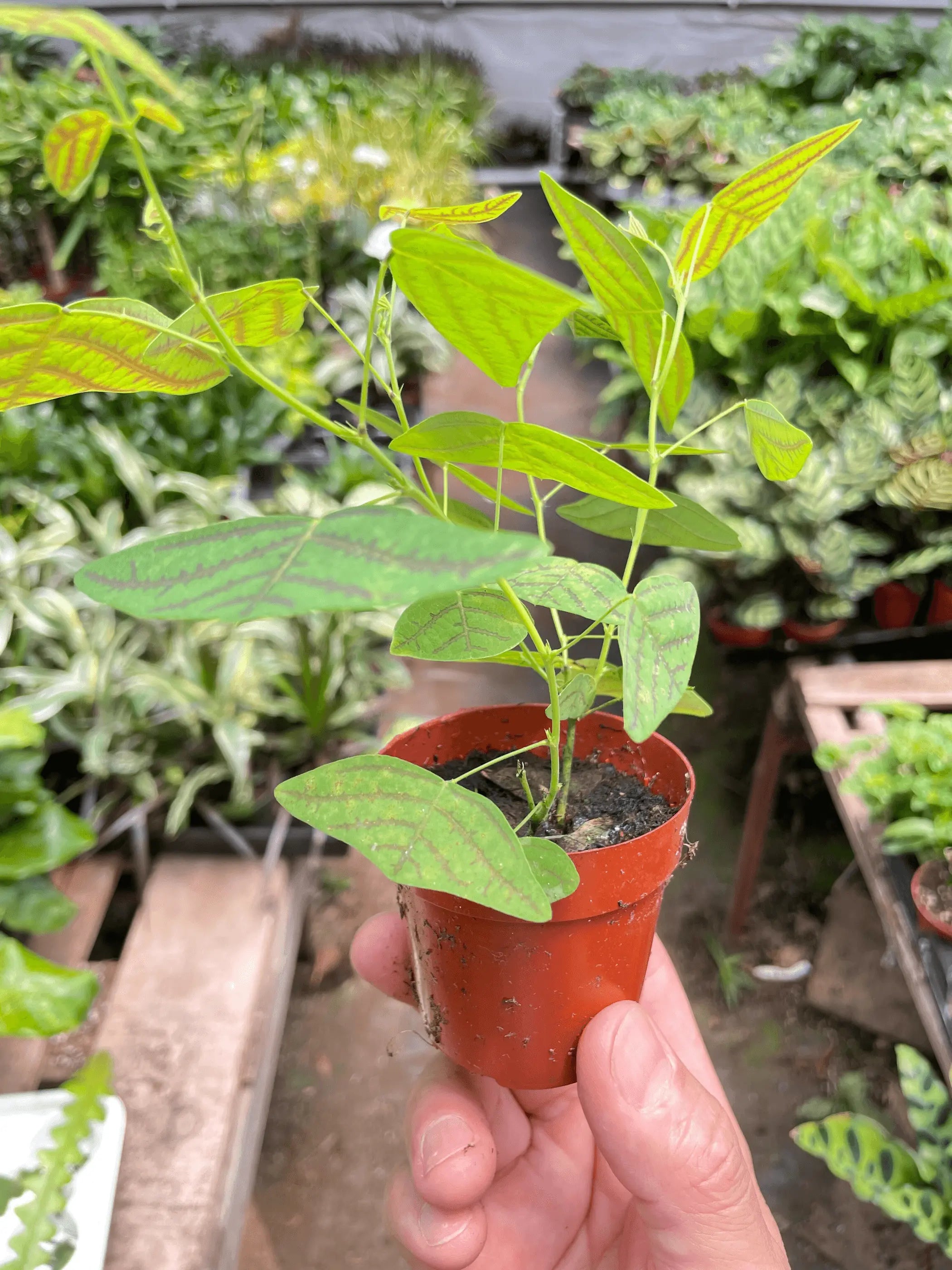Butterfly Wing House Plant Wholesale