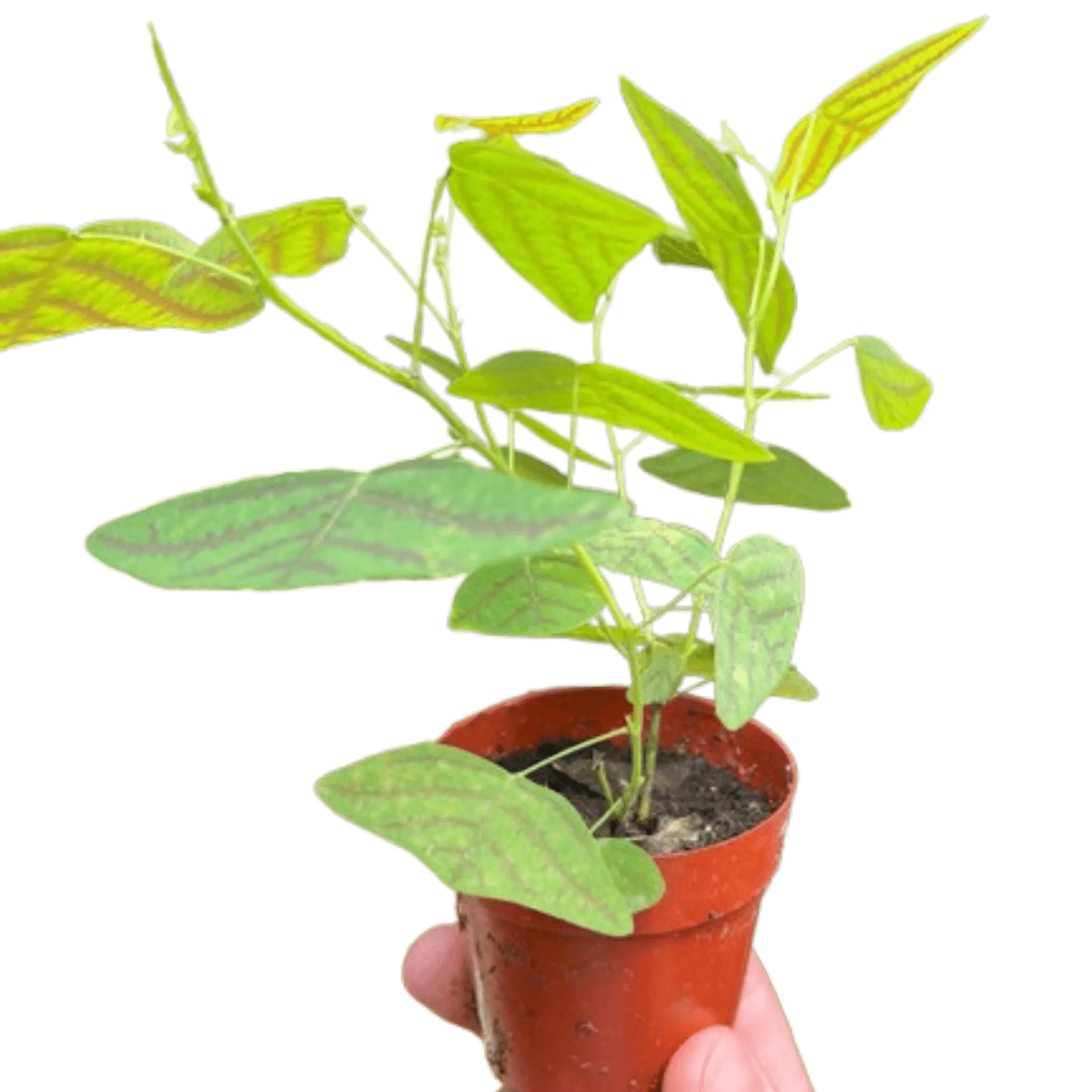 Butterfly Wing House Plant Wholesale