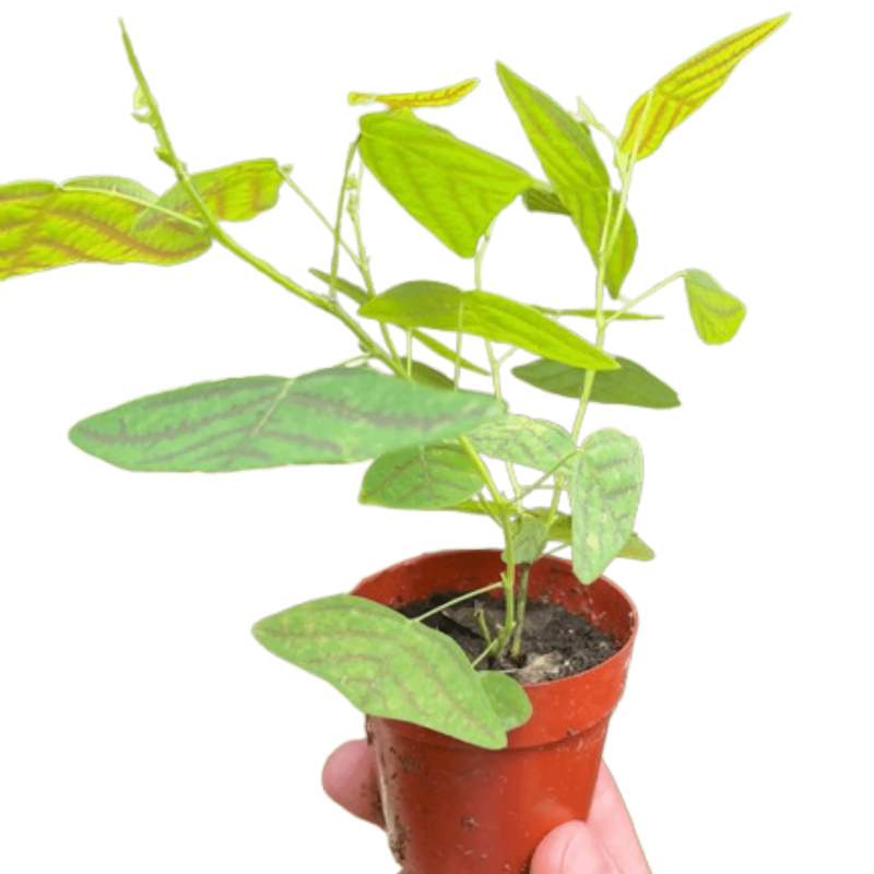 Butterfly Wing House Plant Wholesale
