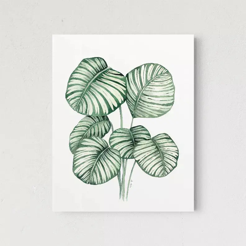 Calathea Orbifolia The Crafted Prints