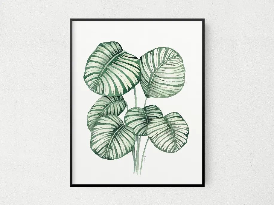 Calathea Orbifolia The Crafted Prints