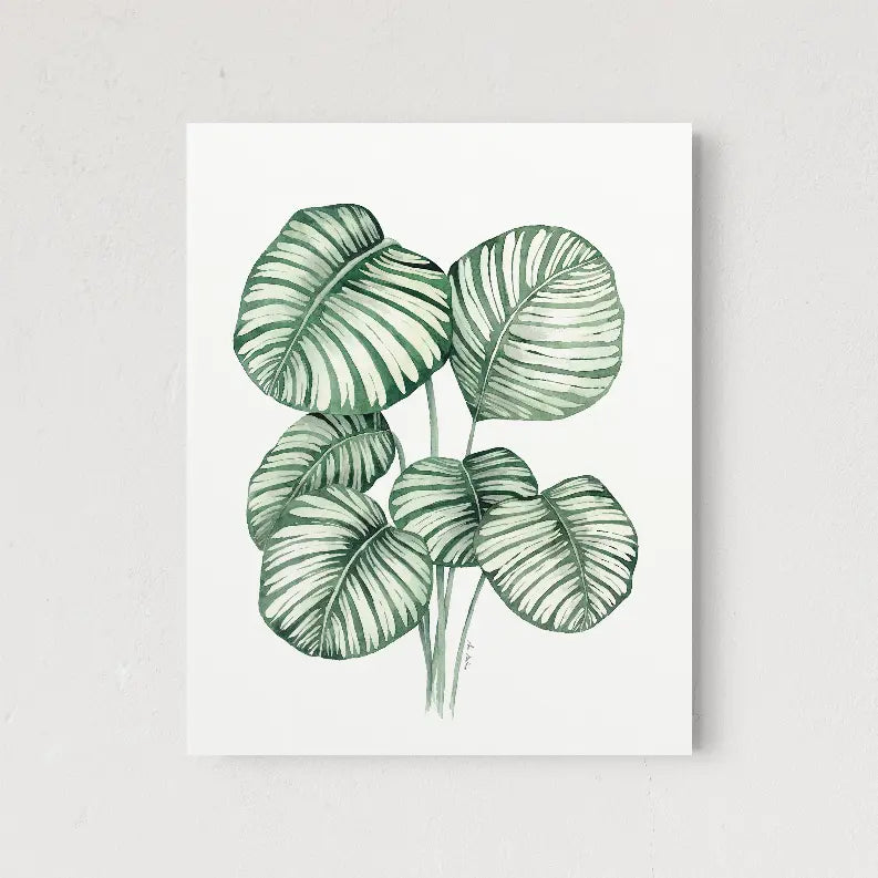 Calathea Orbifolia The Crafted Prints