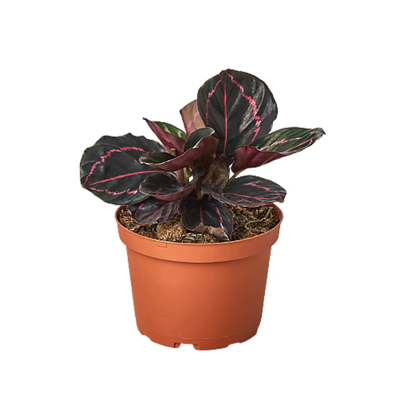 Calathea 'Dottie' House Plant Wholesale
