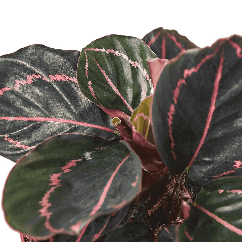 Calathea 'Dottie' House Plant Wholesale