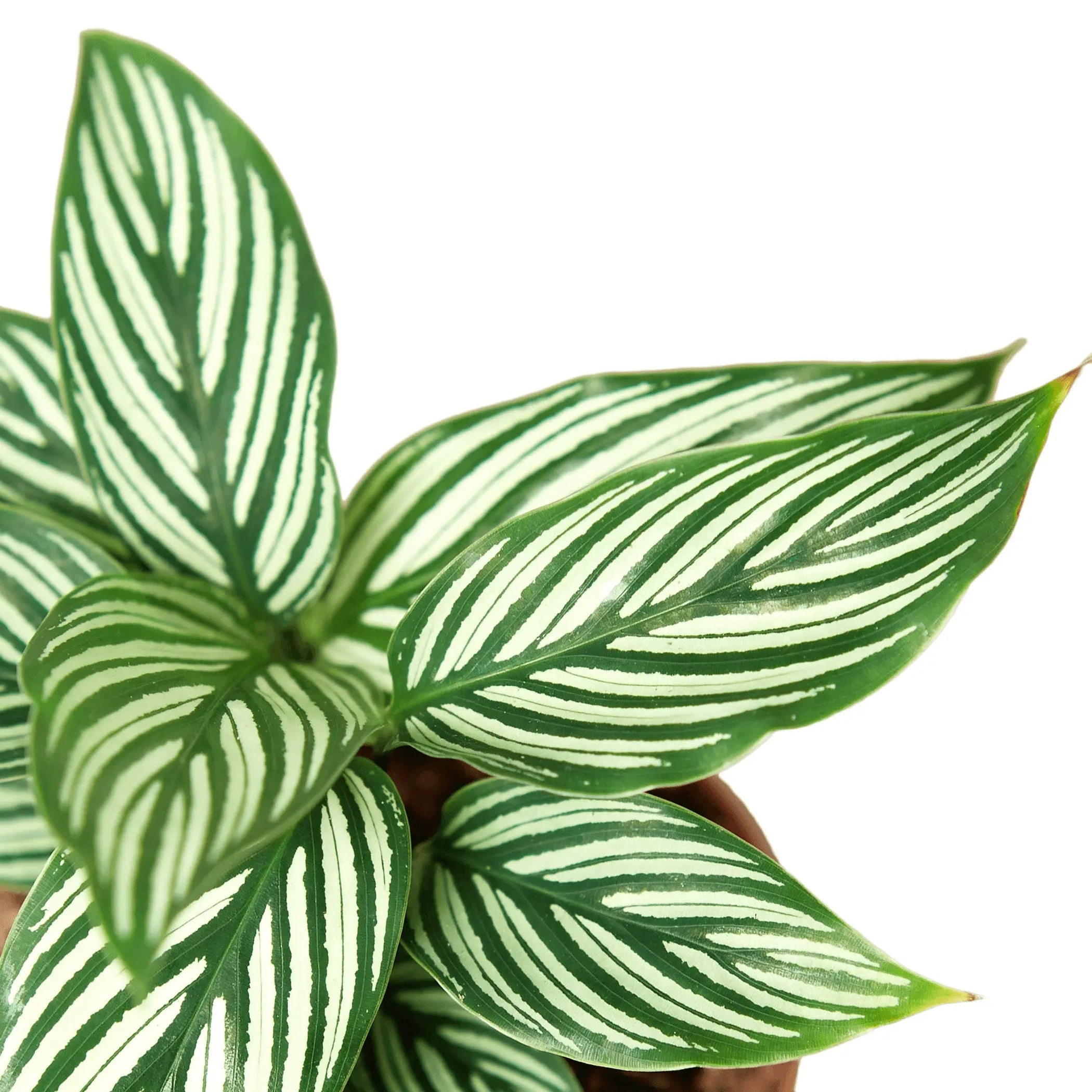 Calathea 'Vittata' House Plant Dropship