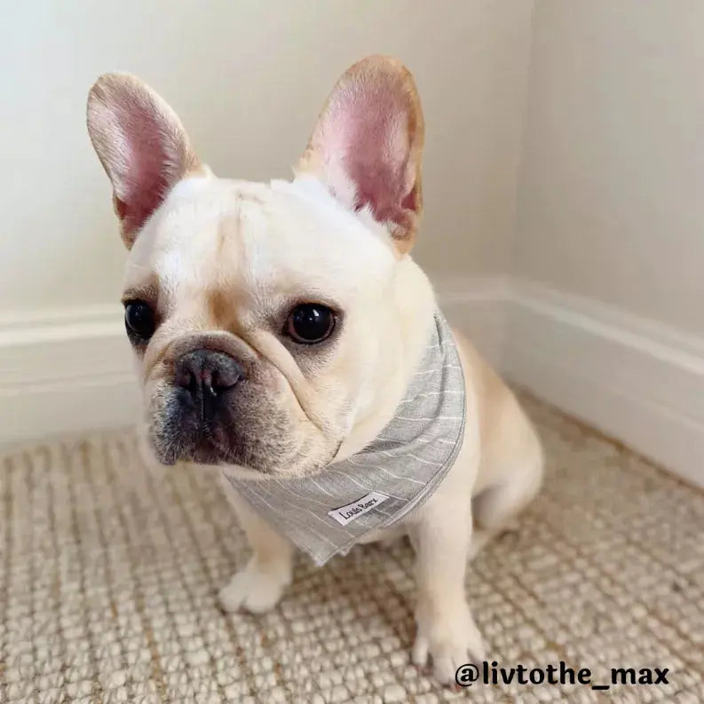 Classic Everyday Bandana Louis Barx