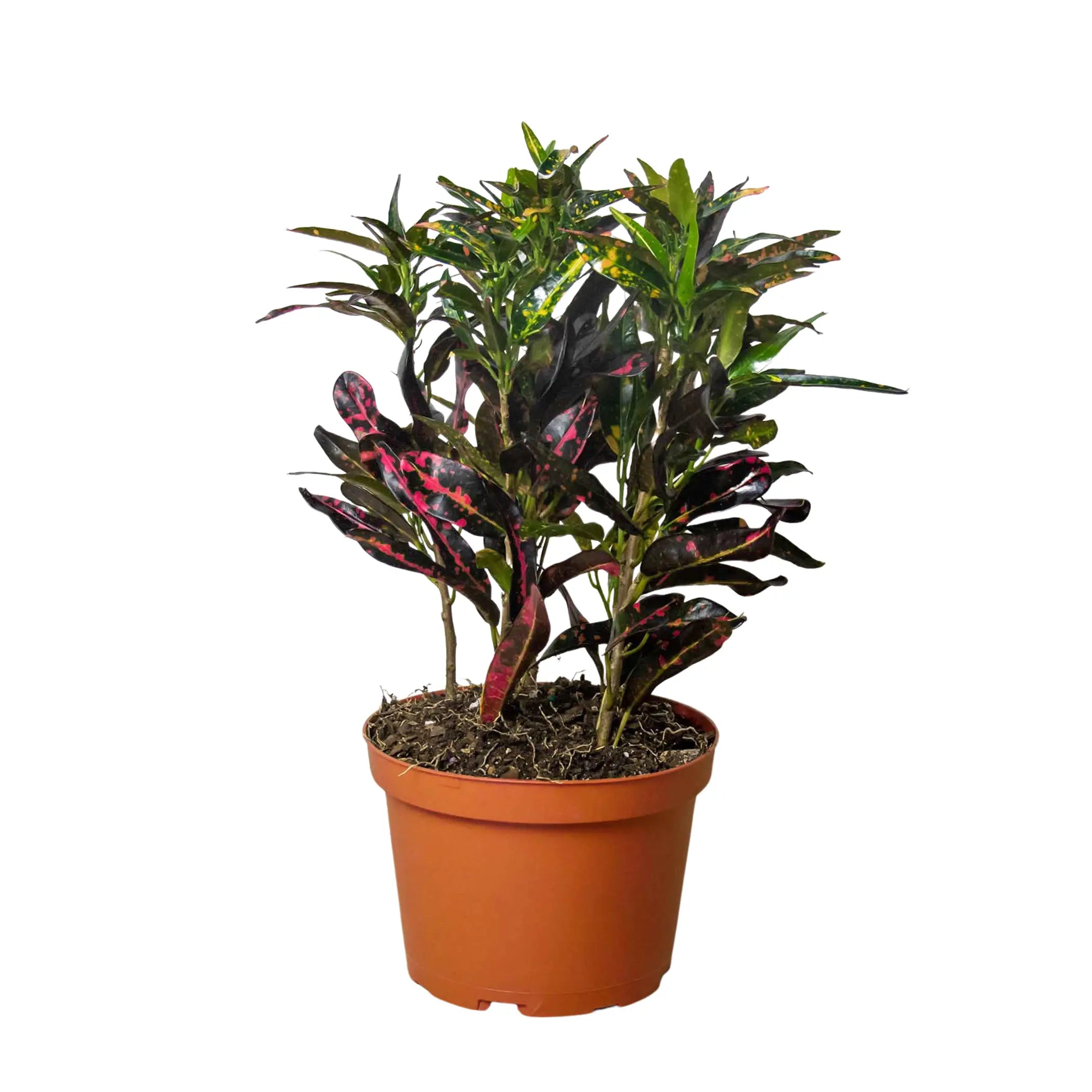 Croton 'Freckles' House Plant Dropship