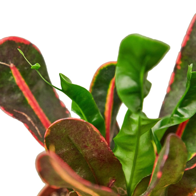 Croton 'Mammy' House Plant Wholesale