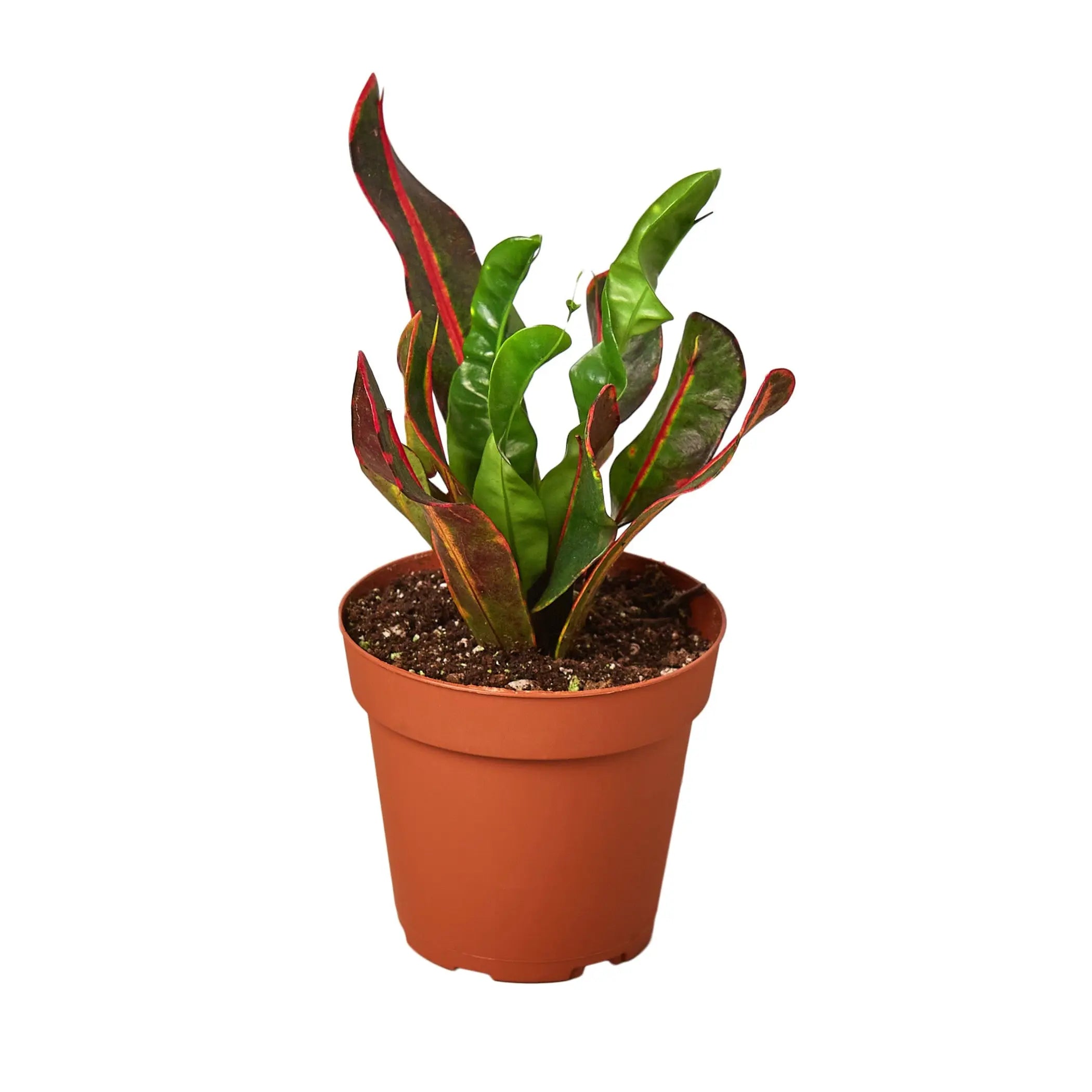 Croton 'Mammy' House Plant Wholesale
