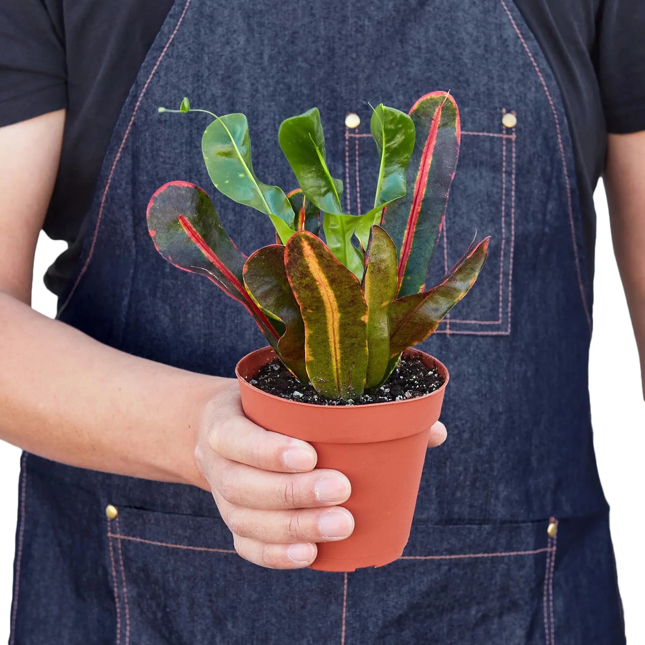 Croton 'Mammy' House Plant Wholesale