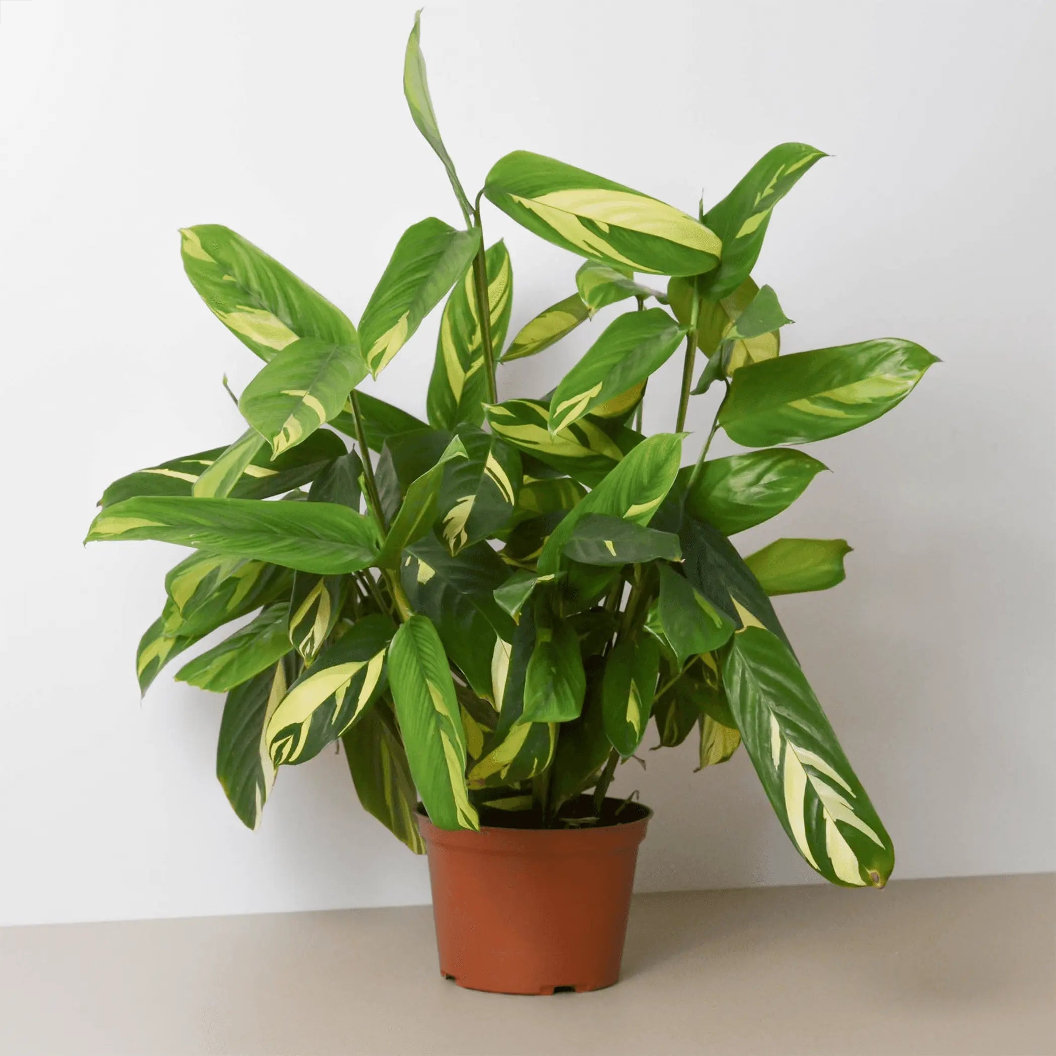 Ctenanthe Lubbersiana 'Bamburanta' House Plant Wholesale