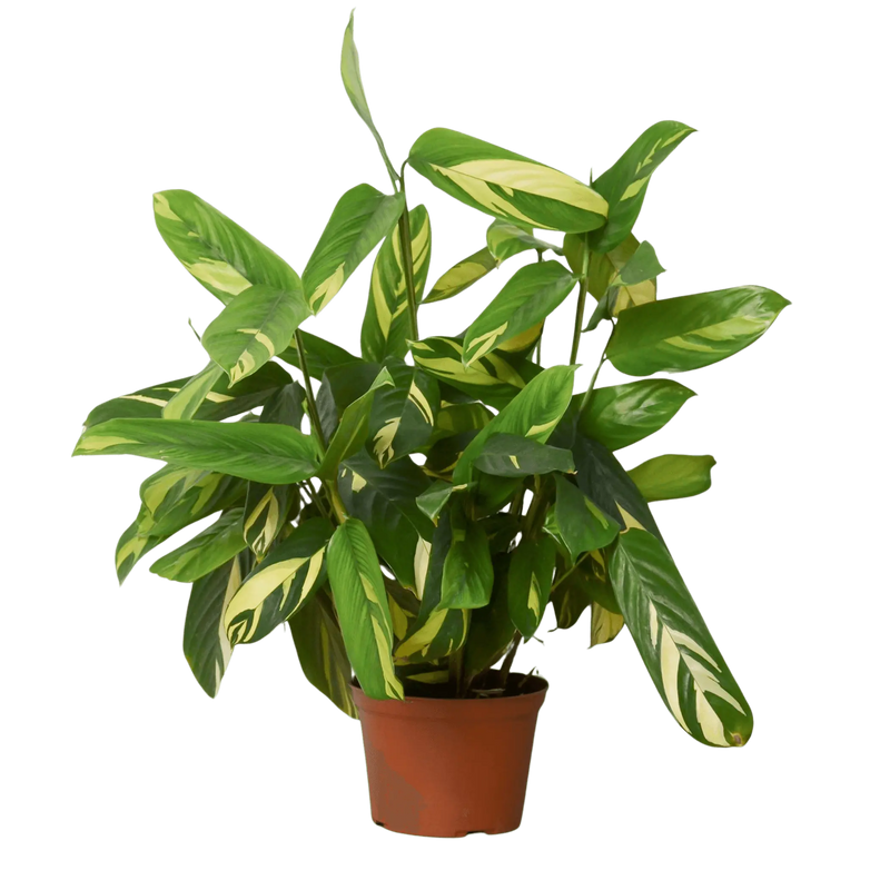 Ctenanthe Lubbersiana 'Bamburanta' House Plant Wholesale