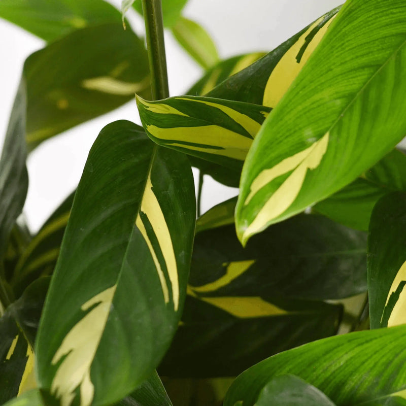 Ctenanthe Lubbersiana 'Bamburanta' House Plant Wholesale