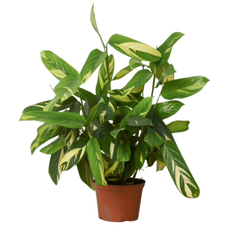 Ctenanthe Lubbersiana 'Bamburanta' House Plant Wholesale