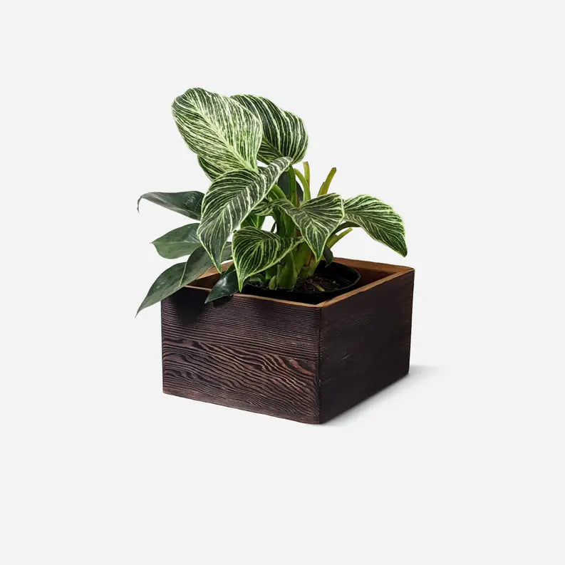 Diamond self-watering, wall-mounted planter Formr