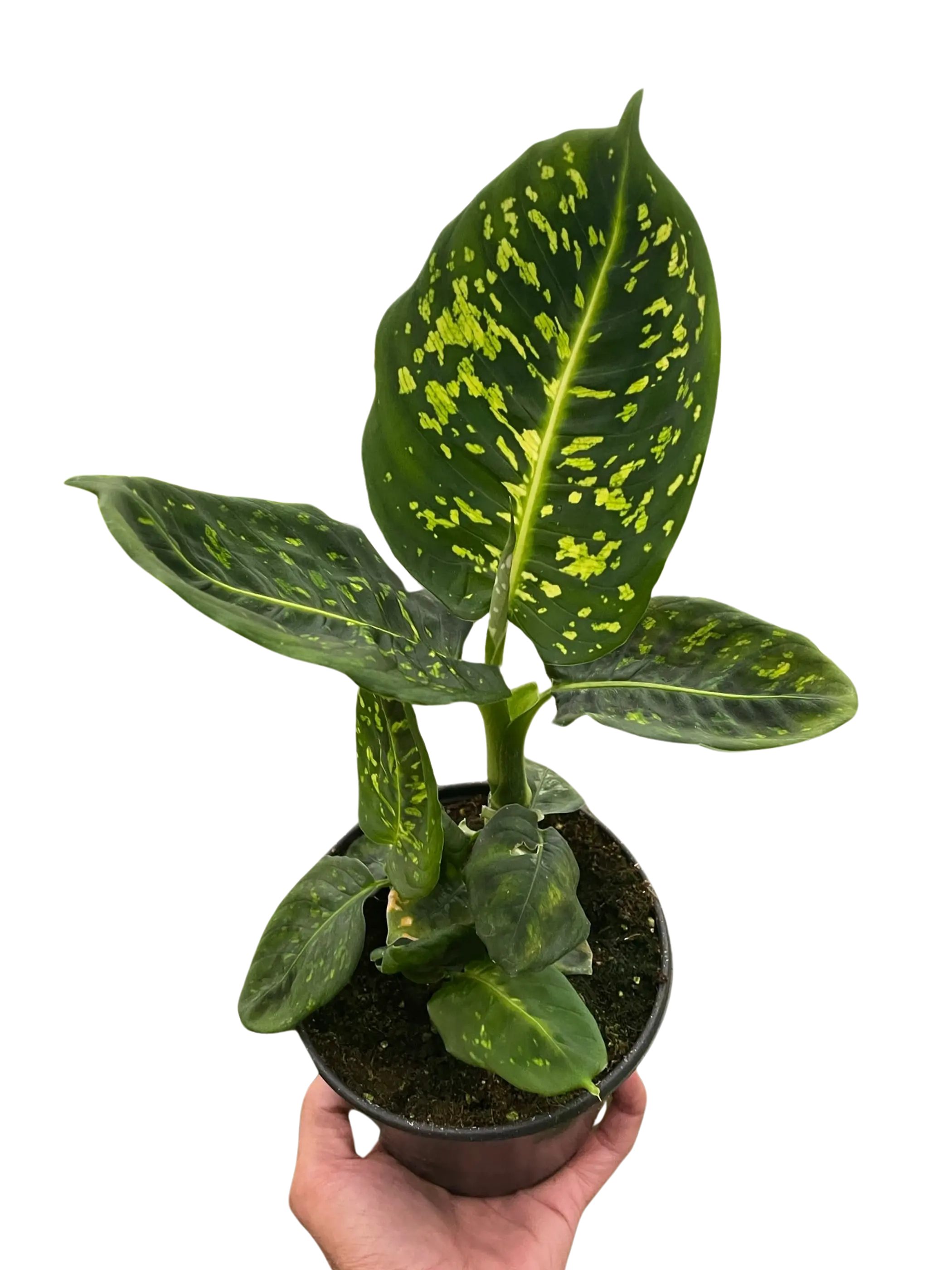 Dieffenbachia 'Reflector' House Plant Wholesale