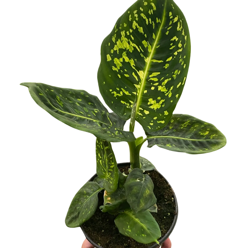 Dieffenbachia 'Reflector' House Plant Wholesale