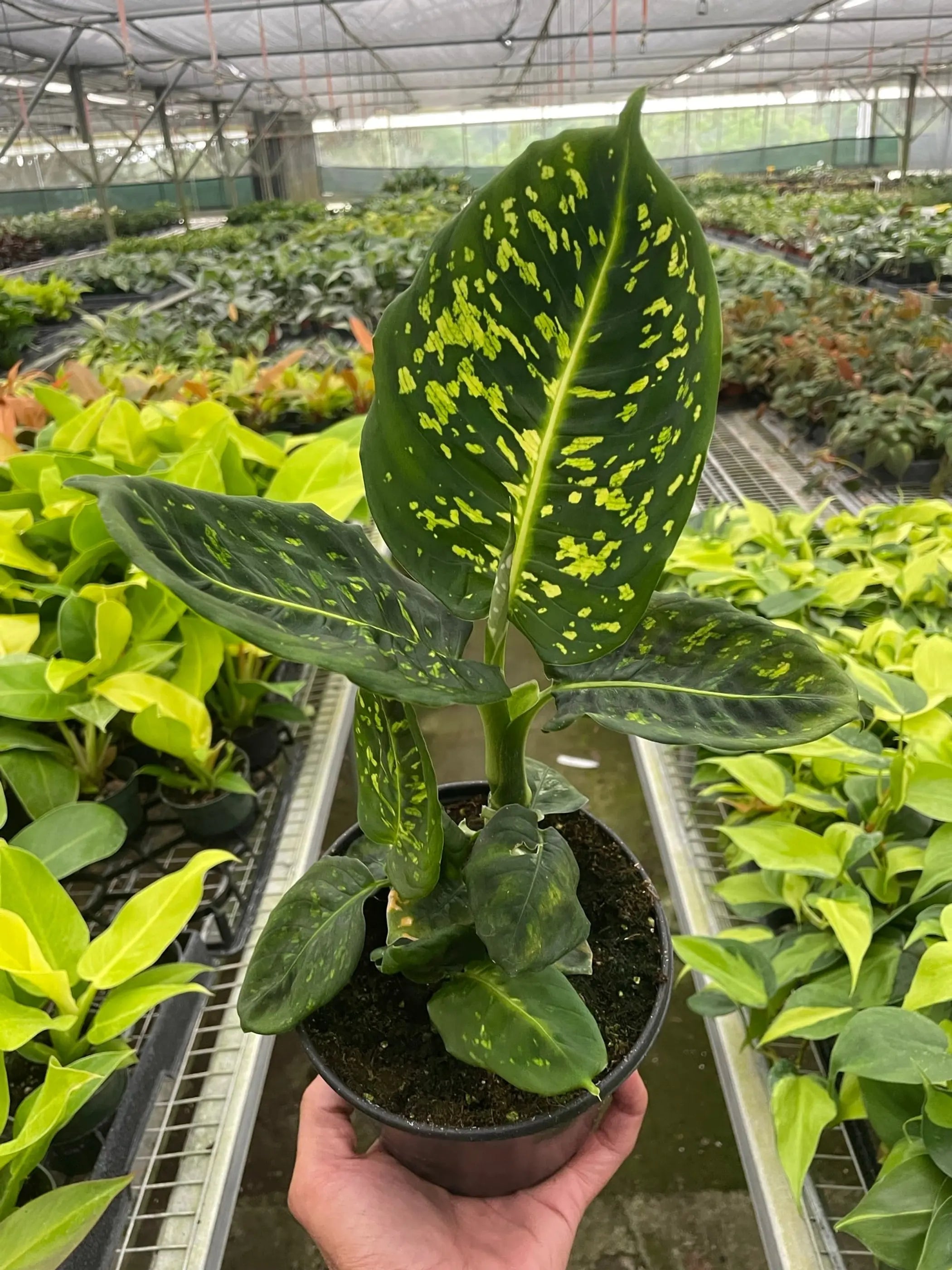 Dieffenbachia 'Reflector' House Plant Wholesale