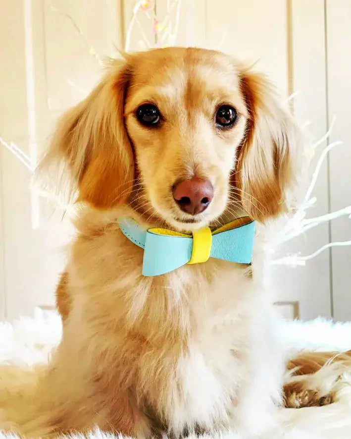 Dog Bow Tie PoisePup
