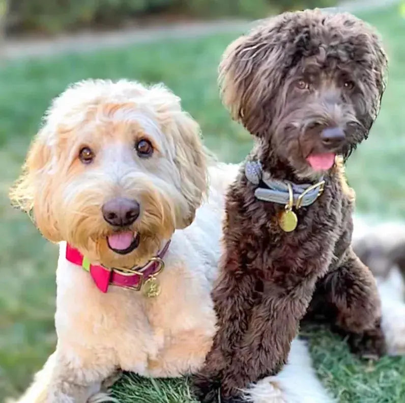 Dog Bow Tie PoisePup