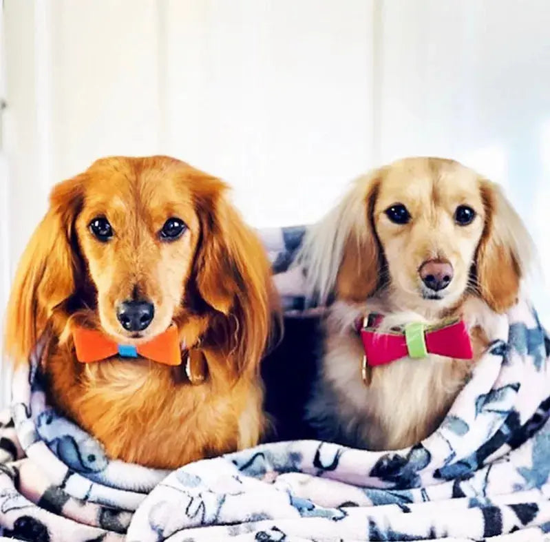 Dog Bow Tie PoisePup