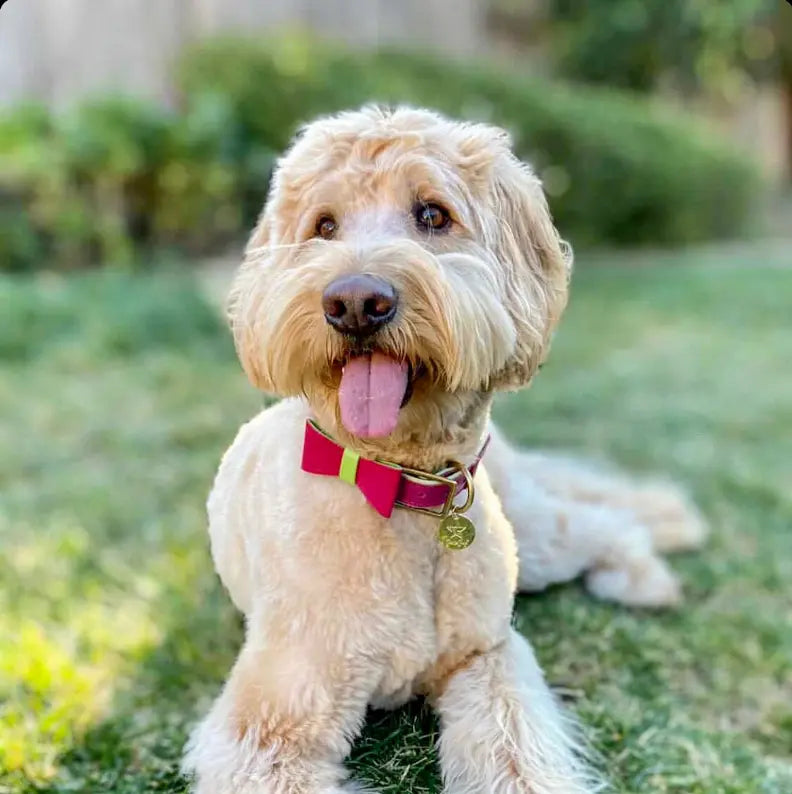 Dog Bow Tie PoisePup