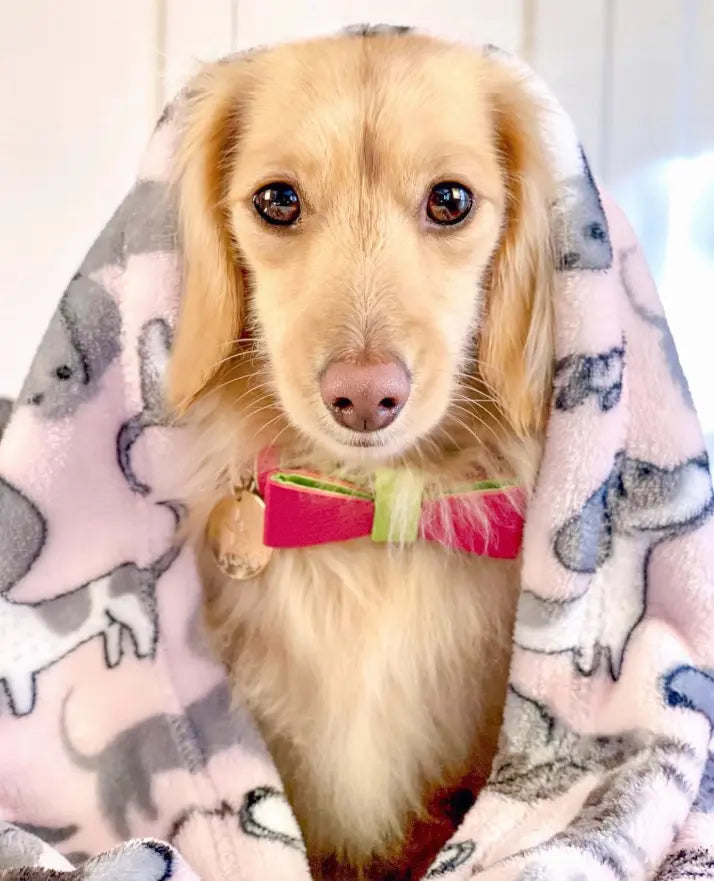 Dog Bow Tie PoisePup