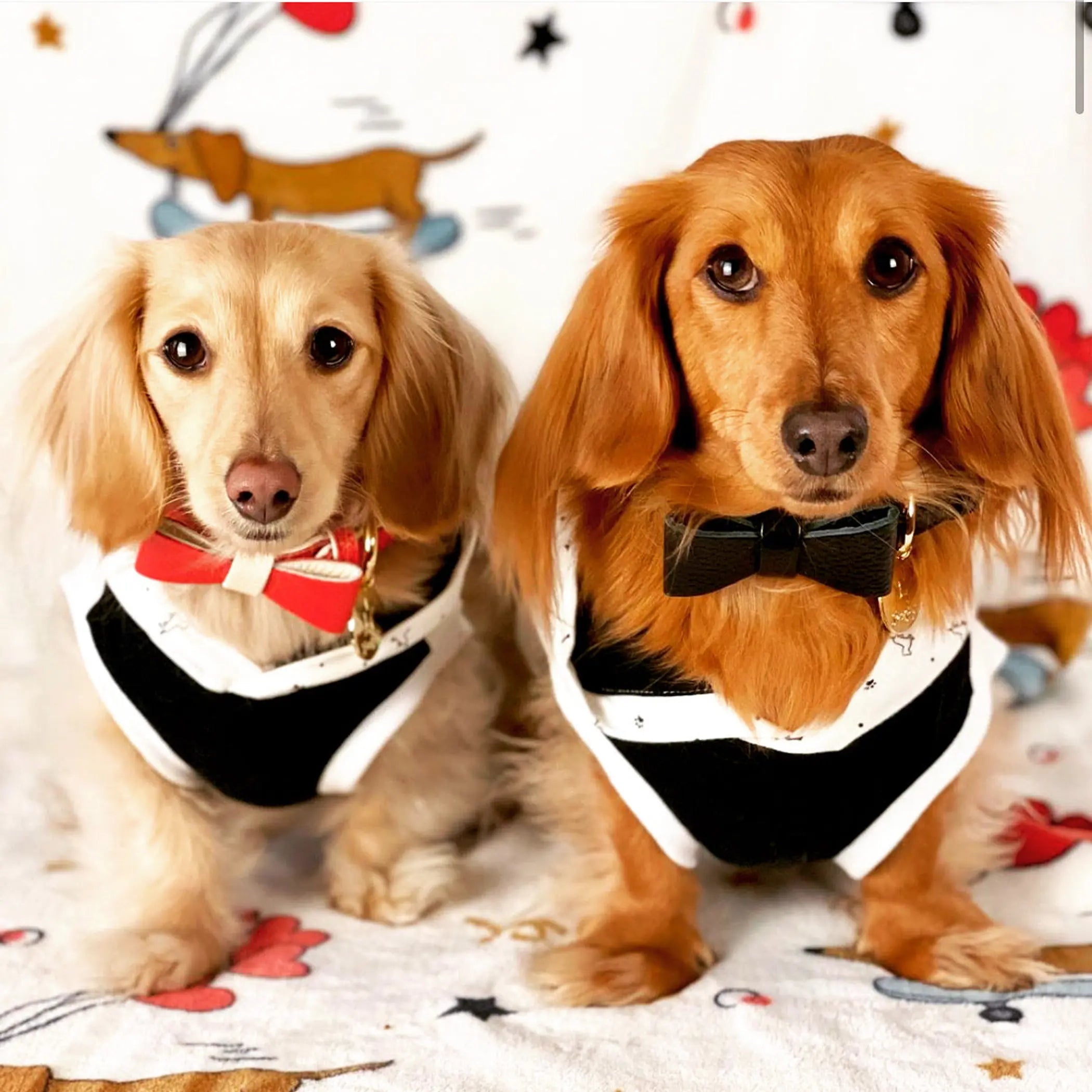 Dog Bow Tie PoisePup