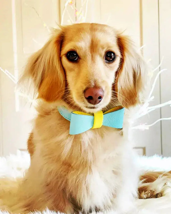 Dog Bow Tie PoisePup