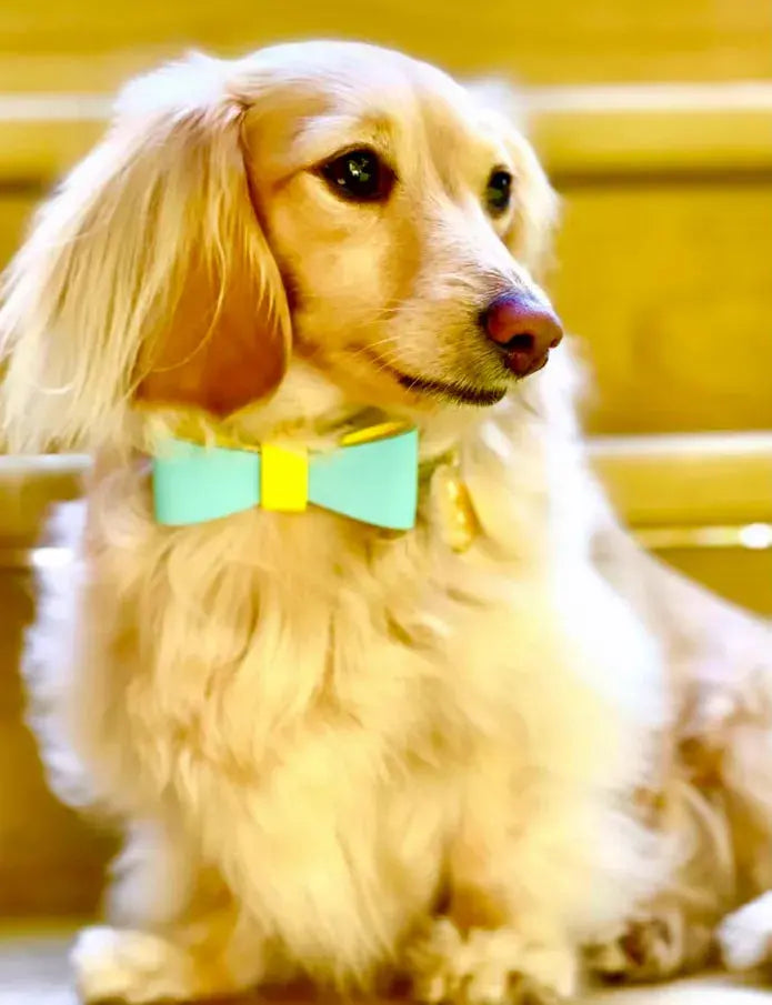 Dog Bow Tie PoisePup