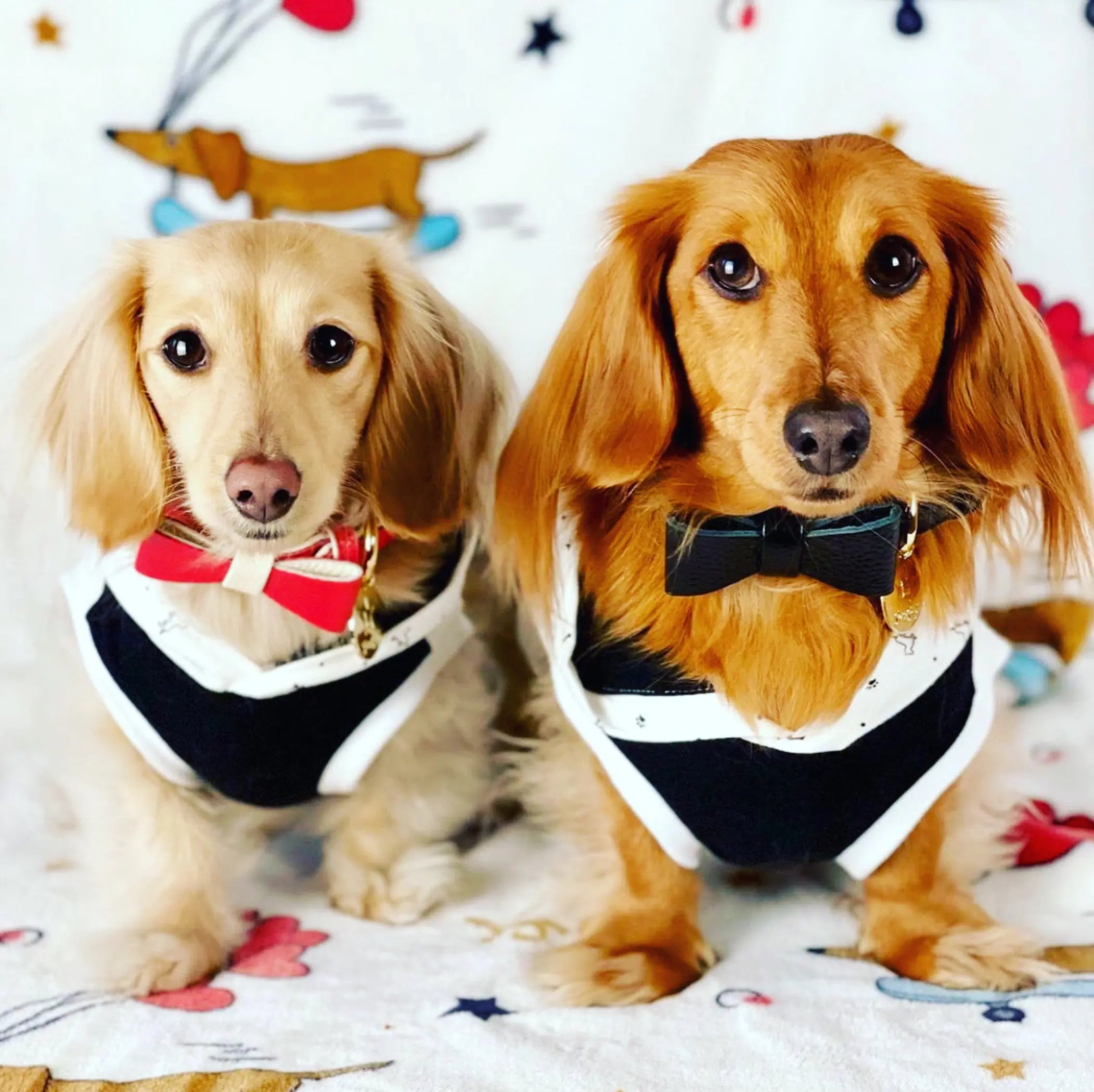 Dog Bow Tie PoisePup
